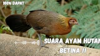 Download Lagu SUARA AYAM HUTAN BETINA ASLI HUTAN LIAR 🌿 | Jernih \u0026 Cocok untuk Pancingan MP3