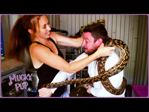 UK Pest Controller has PYTHON PROBLEM in Australia! 🐍 | Deadliest Pests Down Under documentary thumbnail