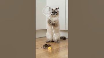 Shocking! 😱😱The cat sets a trap and waits in silence!!!