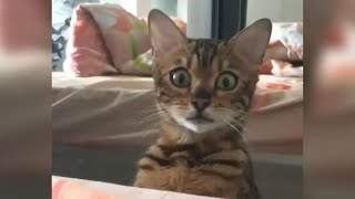12 Minutes of Funny Cat Videos - EP 81