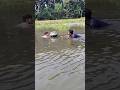 জাল ও হাত দিয়ে মাছ ধরা | #shorts #মাছধরা #fishing #traditionalfishing