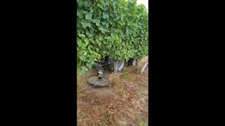 Agrivit Undervine Mower