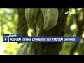 Ghana - Crise dans la filière cacao : 432 000 tonnes produites sur 786 000 prévues