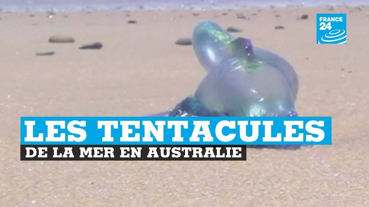 Des milliers de baigneurs piqués par des physalies en Australie