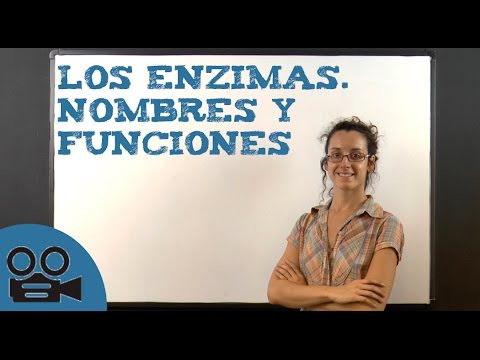 Vídeo: Quina és l'estructura i funció dels enzims?