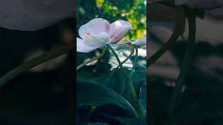 Kilukil Pambaramcover Song Malayalammalayalam Whatsapp Status