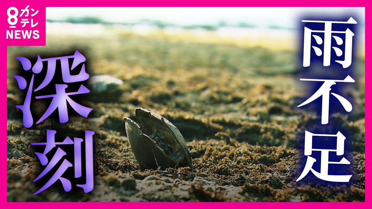 【深刻な水不足】新米ピンチで米農家は悲鳴「収量減るかも」