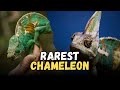Top 8 Best Types Of Chameleon Species To Keep As Pets (part2) Buying Cost, Diet, Care Guide