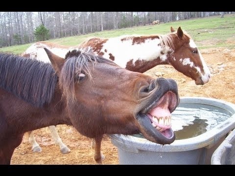 top-10-funny-horse-videos-compilation-new-2016