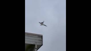 Seagull takes a free ride on his friend