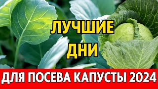 В ФЕВРАЛЕ, МАРТЕ, АПРЕЛЕ. Когда сеять капусту на рассаду 2024 по лунному календарю