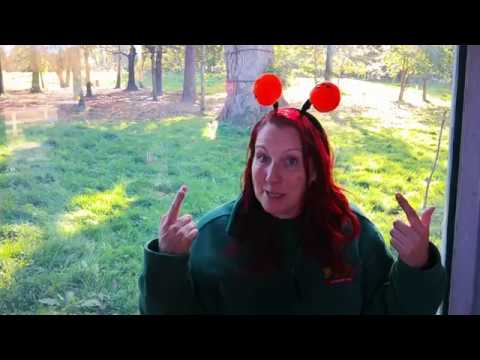 fota 自動車 Halloween Enrichment at Fota Wildlife Park