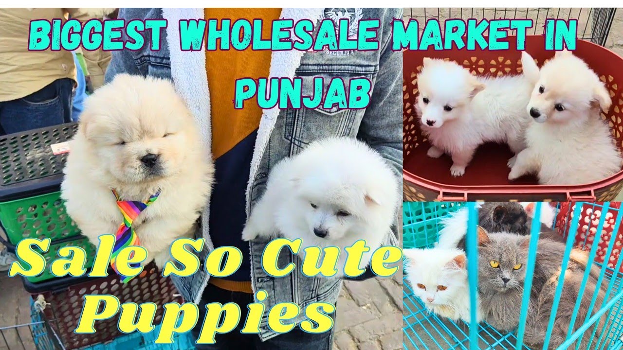 Biggest Dog Show of Punjab India 😘 So Cute Breeds Wholesale Puppy
