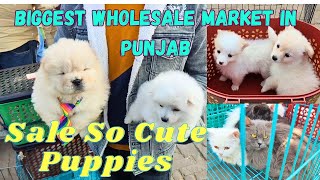 Biggest Dog Show of Punjab India  So Cute Breeds|| Wholesale Puppy Market in Punjab||