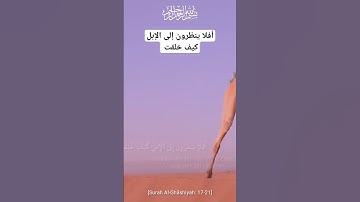 أفلا ينظرون إلى الإبل كيف خلقت || سورة الغاشية || Surah Al Gâshiyah