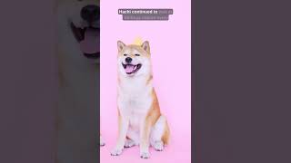 Hachikō: Ten Years of Waiting