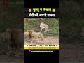 गुल्लू ने दिखाई शेरों को अपनी ताकत 😱 । animal shorts । #shorts #ytshorts