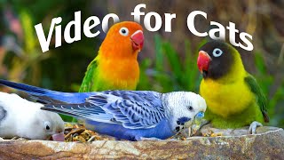 Cat TV: 1 Hour Of Birds For Your Cat's Viewing Pleasure!  Video For Cats For Cats To Watch Bird