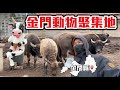 英雄神秘客EP62 金門的動物都在這了 免門票還可以互動！