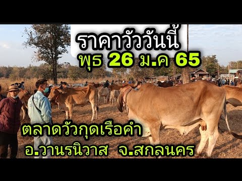 ราคาวัววันนี้ 26 ม.ค.65 ตลาดวัวกุดเรือคำ อ.วานรนิวาส จ.สกลนคร วัวเยอะ วัวโคมเริ่ม 27,000บ.