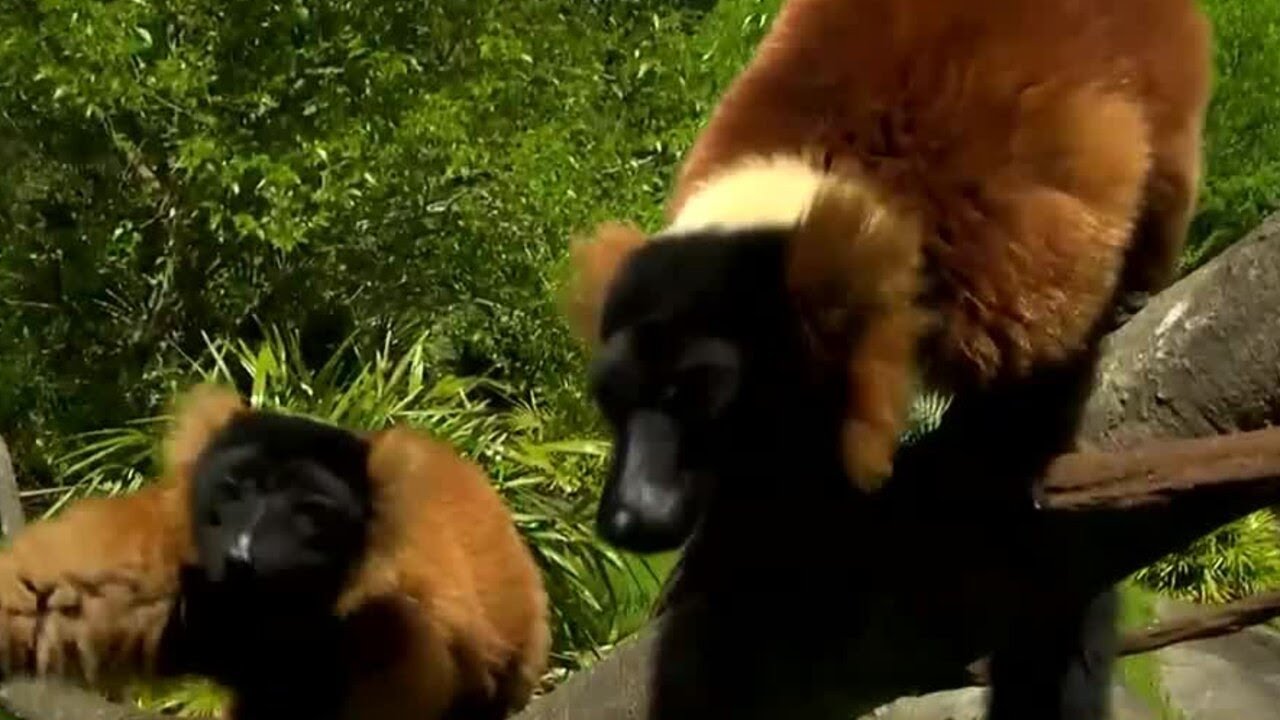 Learning About The North Carolina Zoo’s Red-Ruffed Lemurs