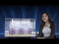 #Prediksi INTER VS BARCELONA bersama PO si Hamster