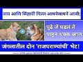 वाघ आणि सिंहाची पिल्लं आमनेसामने आली;।tiger and lion