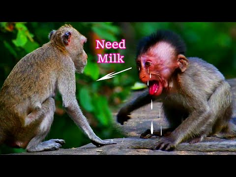 Too Hungry! Watch this Cute Little Monkey Begging for Breastfeeding! @searchlifenatural