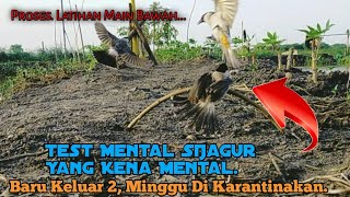 TEST..‼️ Pikat SiJagur Yang Kena Mental. Dua Minggu Dikarantina kan..