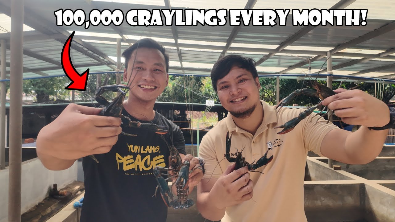 100,000 Craylings Isang Buwan sa Bulacan | Crayfish Farming