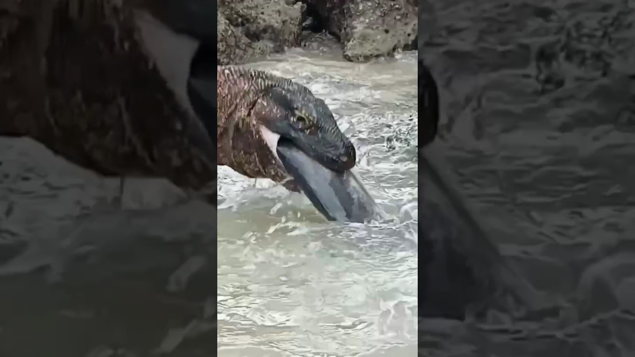 Komodo dragons catch fish🐟😱.  