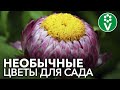 ПОСЕЙТЕ ЭТИ НЕОБЫЧНЫЕ ЦВЕТЫ, которые поразят вас вовсе не своим цветением