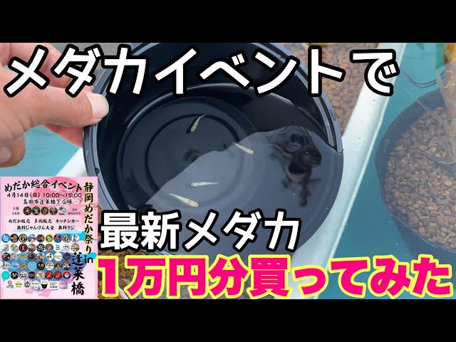 りこ様発注分メダカビオトープ♫茶色 りこ様発注分メダカビオトープ♫茶色