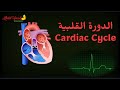 الدورة القلبية  ..  نبضات القلب الجهاز الدوري 2