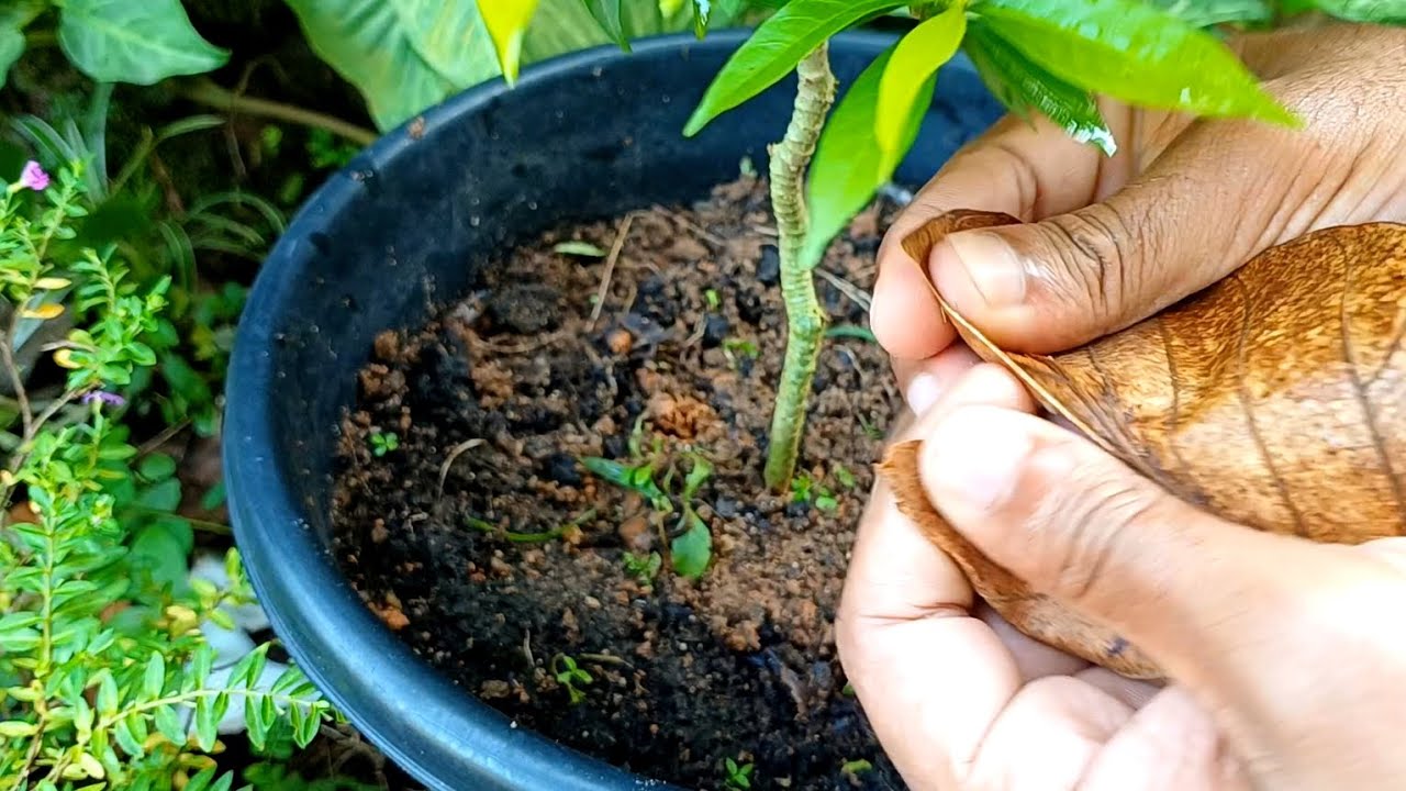 How to prevent grass from growing in plant pots