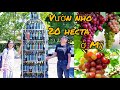 VƯỜN NHO 20 mẫu ở Napa của tỉ phú Hoàng Kiều, đi cắm trại ở Mỹ quá nhộn nhịp