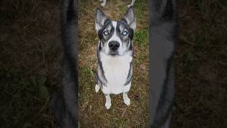 Freya  is a Pretty girl #husky #dog