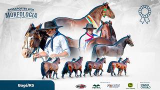 MORFOLOGIA PASSAPORTE 2026 | BAGÉ/RS | 11/MARÇO | TARDE | JULGAMENTO CATEGORIAS