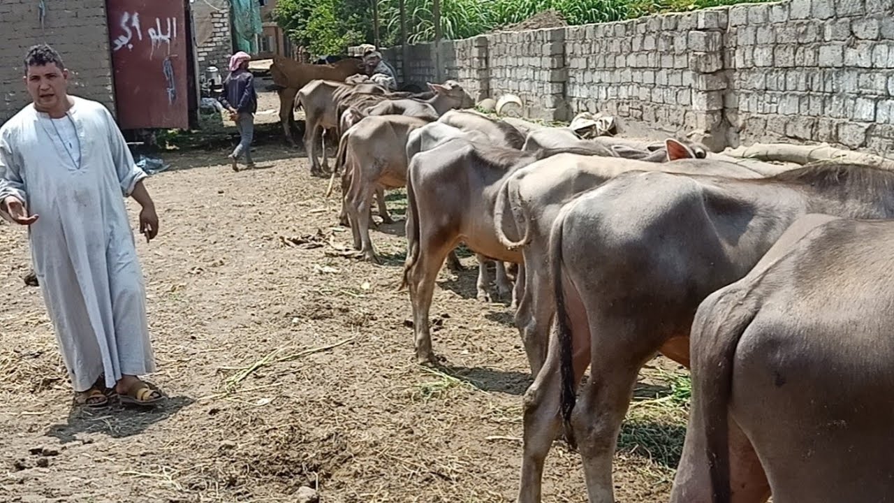 المشروع الناجح في المواشي شوف الغرض 