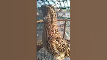 Quail Sound Batair Ki Awaz Desi Batair Ki Awaz Quail Quail Mp3 Quail Audio Quail Bird Desert Quail 