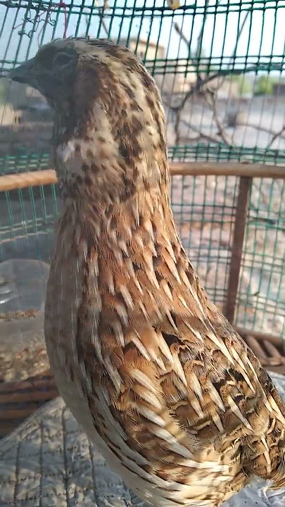 quail sound|batair ki awaz|desi batair ki awaz|quail|quail mp3|quail audio|quail bird|desert quail