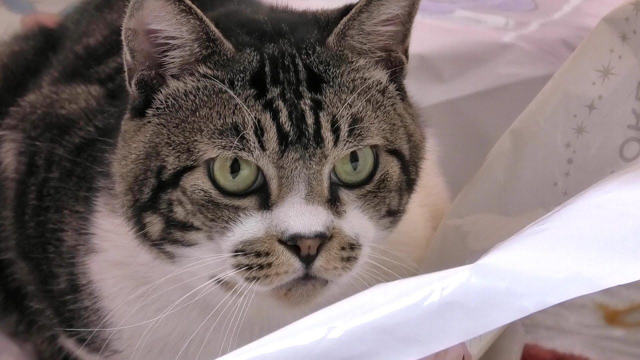 大迫力 激おこゴジラのリキちゃん カスカスの声で威嚇する猫 動物病院で仰天の出会い リキちゃんねる 猫動画 Cat Video キジトラ白猫の居る暮らし Youtube 大迫力 激おこゴジラのリキちゃん カスカスの声で威嚇する猫 動物病院で仰天の出会い リキちゃんねる 猫動画 Cat Video キジトラ白猫の居る暮らし Youtube