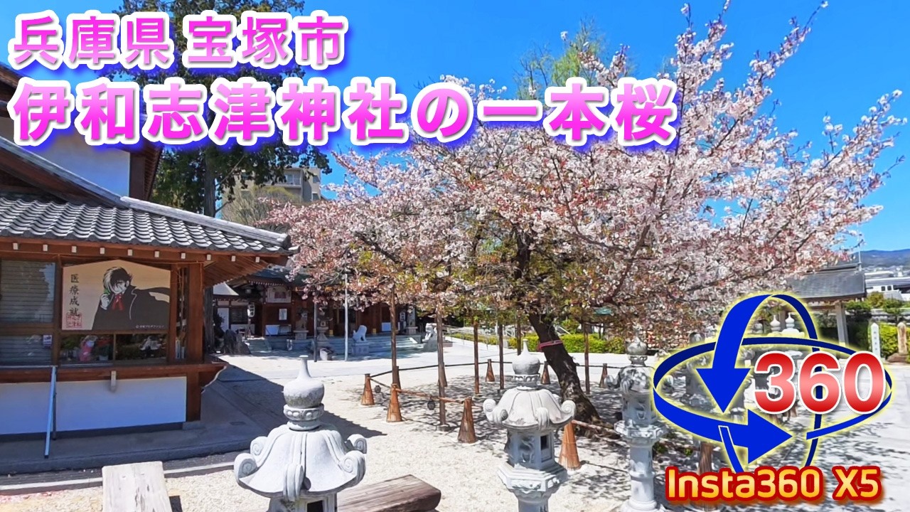 VR360】2026年の桜!! 兵庫県宝塚市 伊和志津神社の一本桜＜Insta360 X5