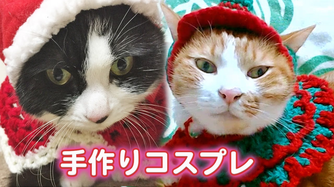 2匹の猫と過ごすクリスマスの夜 ママの手作り猫用ｺｽﾌﾟﾚ似合う 猫のライブ映像 8 Cat S Live Videos Clip 8 Youtube