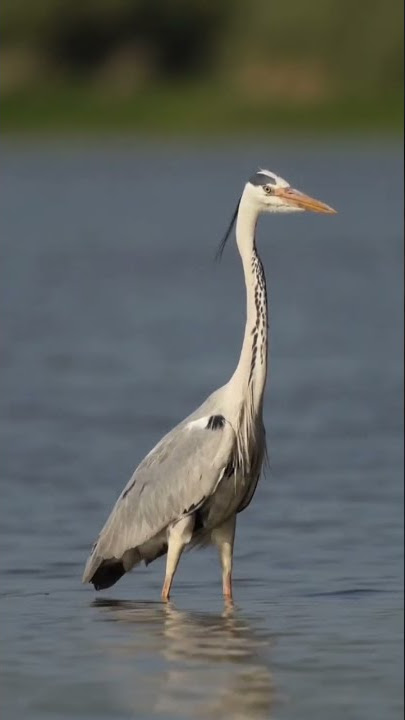 suara burung bangau di danau🦩