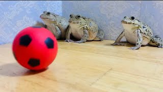 Frogs play football / frogs vs balls, funny videos frogs #funnyanimals