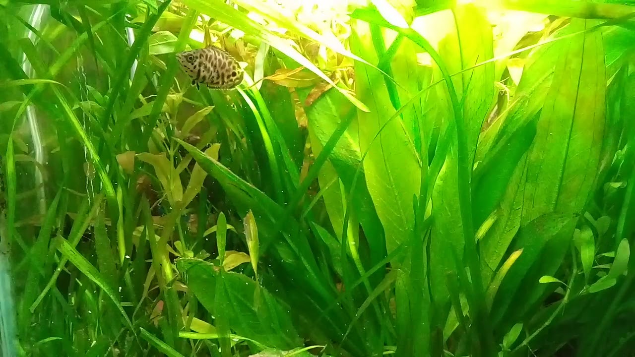 pez hoja africano en 40lts. plantado