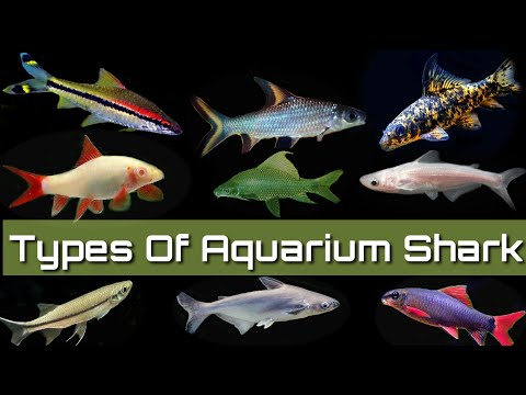 11 प्रकार के ताजे पानी के एक्वेरियम शार्क