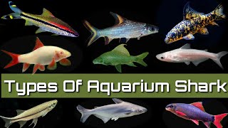 11 Types Of Fresh Water Aquarium Shark