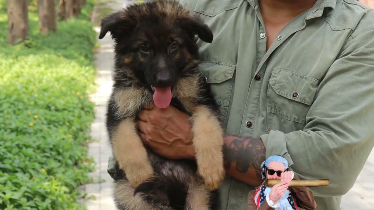 Dubal Coat German shepherd Dog 🐶 डबल कोट जर्मन शेफर्ड पिल्ला बिक्री के लिए उपलब्ध है @happykennel 